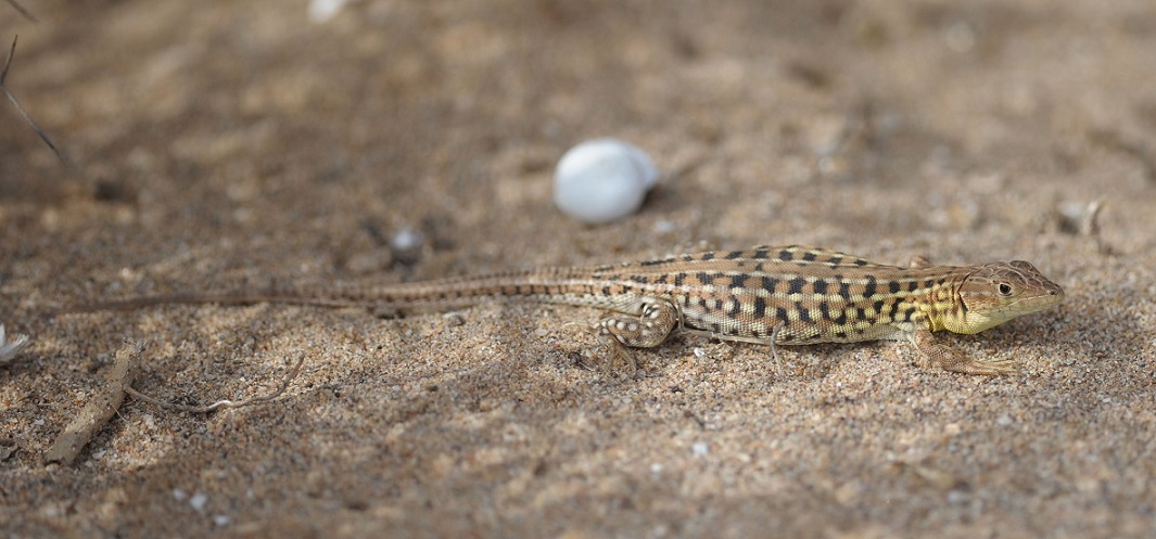 Lacertidae
