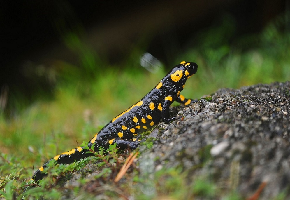 Salamandra salamandra