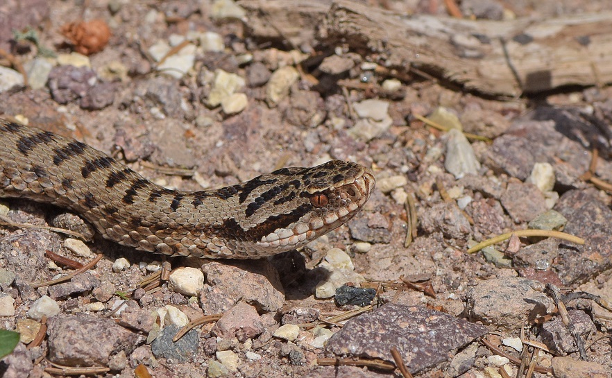 Vipera berus