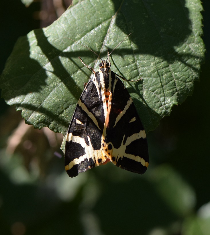 Identificazione - Euplagia quadripunctaria, Erebidae Arctiinae