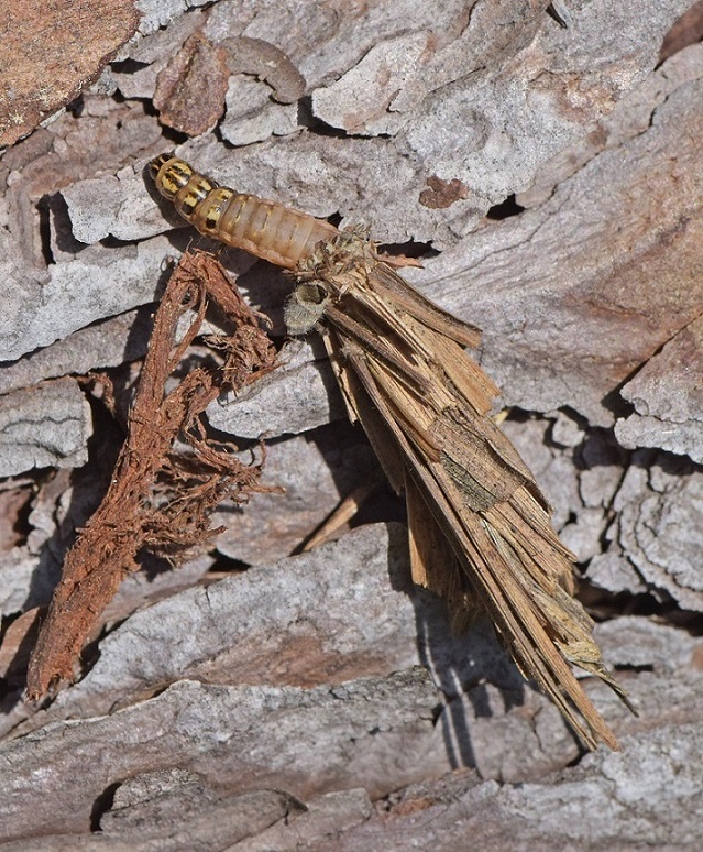 Identificazione: Psychidae -  cfr. Pachythelia villosella