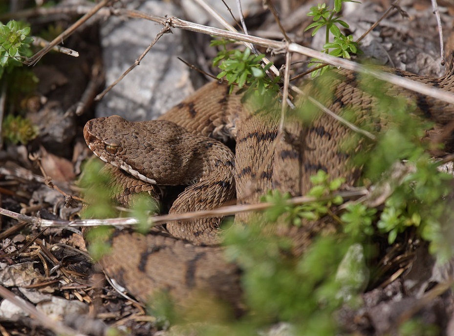 Vipera aspis e Colubro liscio