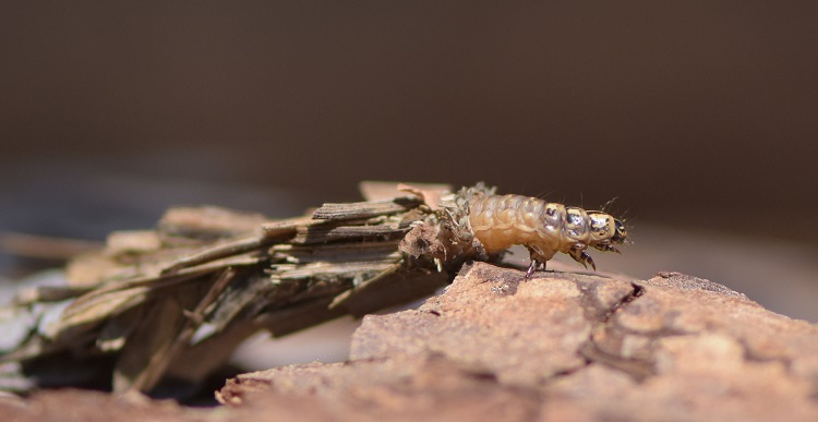 Identificazione: Psychidae -  cfr. Pachythelia villosella