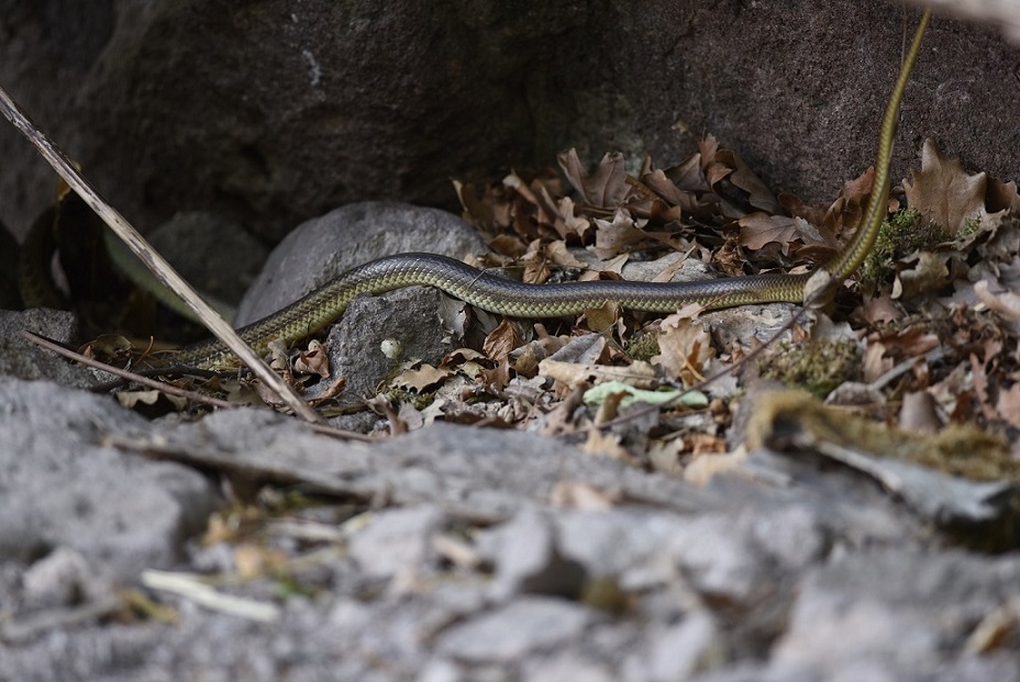 Colubro di Esculapio del Trentino (Zamenis longissimus)