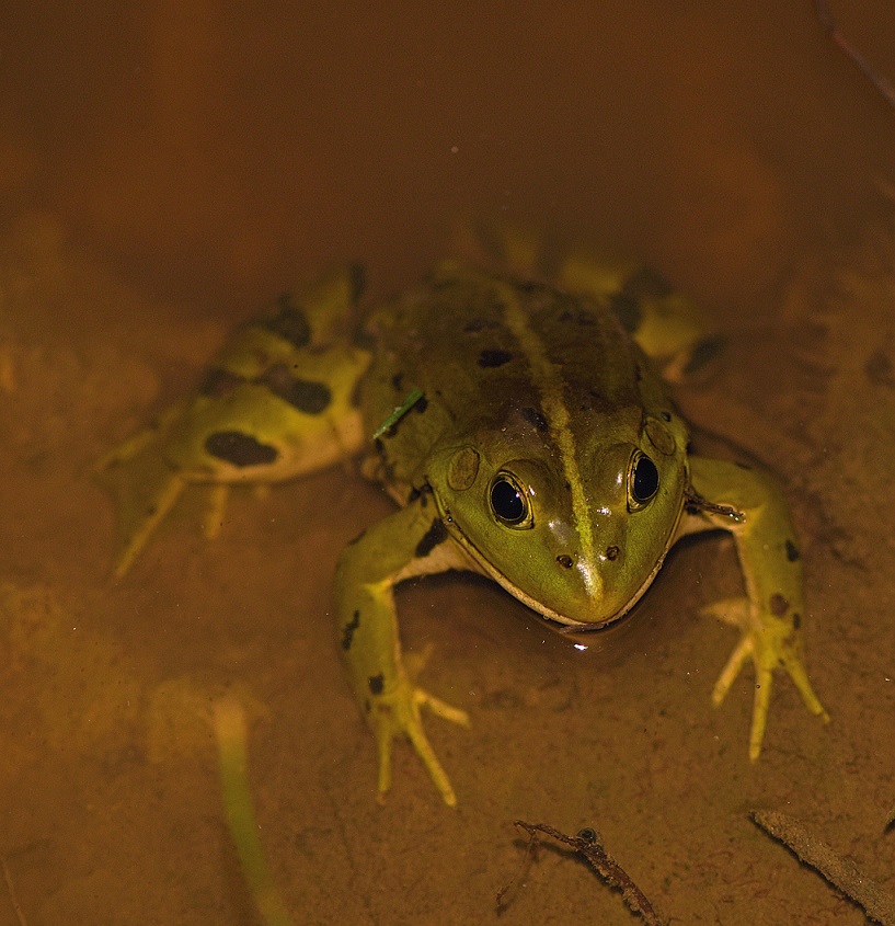 Determinazione - Pelophylax sp. (Monte Baldo, VR)