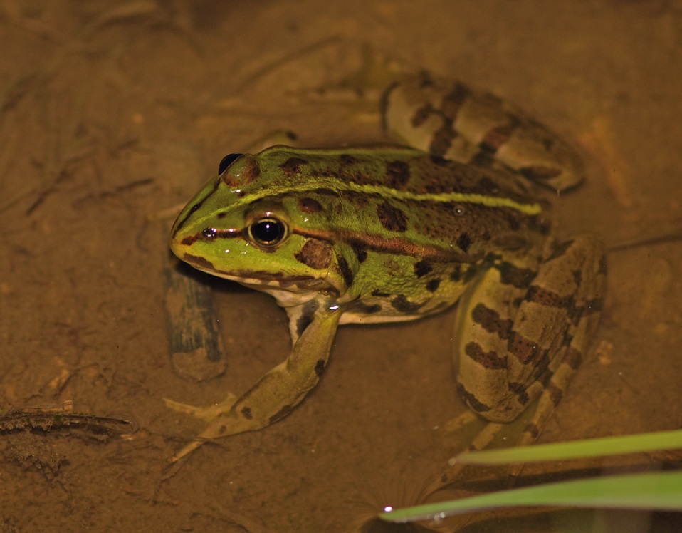 Determinazione - Pelophylax sp. (Monte Baldo, VR)