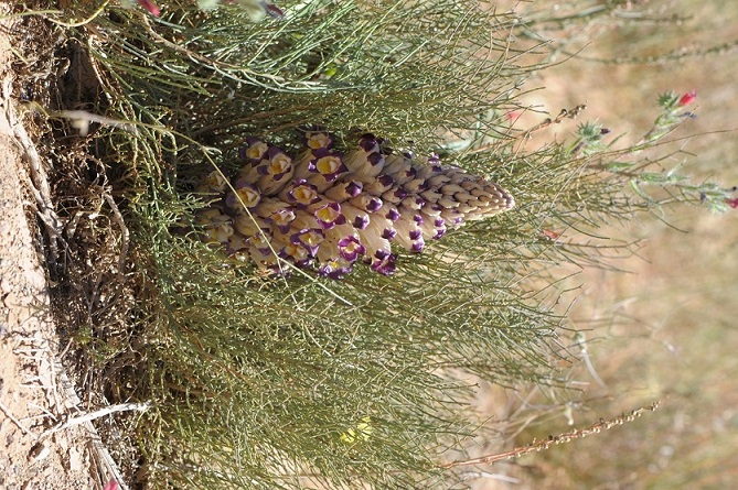 Marocco - Cistanche violacea  (Orobanchaceae)