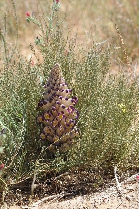 Marocco - Cistanche violacea  (Orobanchaceae)