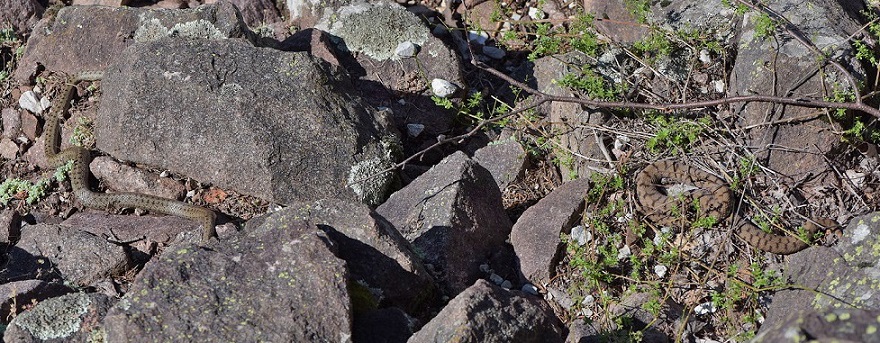 Vipera aspis e Colubro liscio