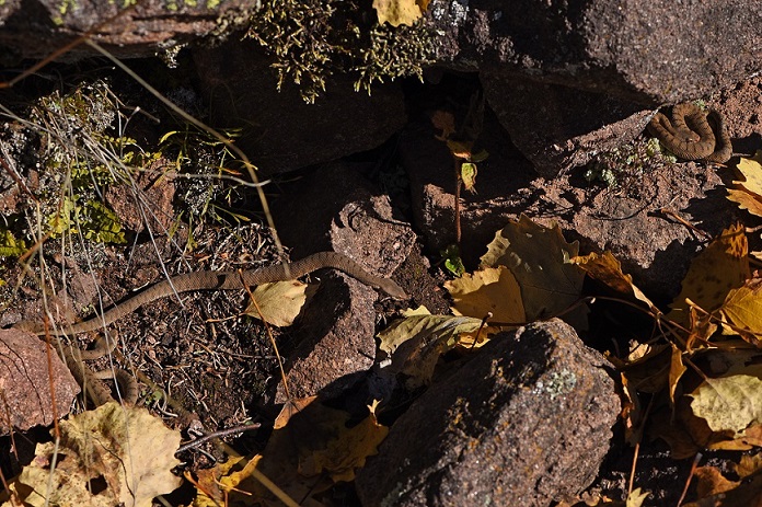 Vipera aspis e Colubro liscio