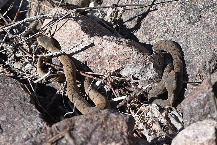 Vipera aspis e Colubro liscio