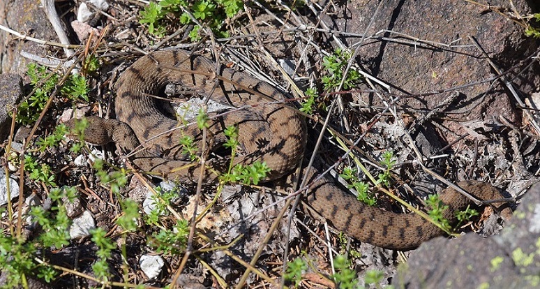 Vipera aspis e Colubro liscio