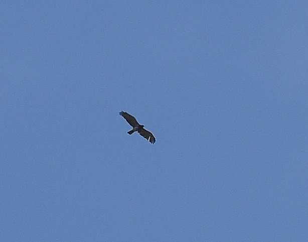 Identificazione:  Biancone in volo
