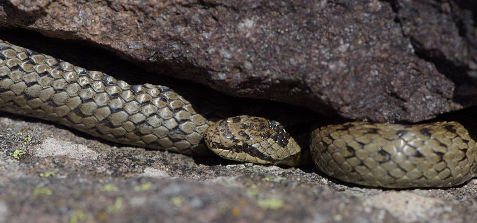 Vipera aspis e Colubro liscio