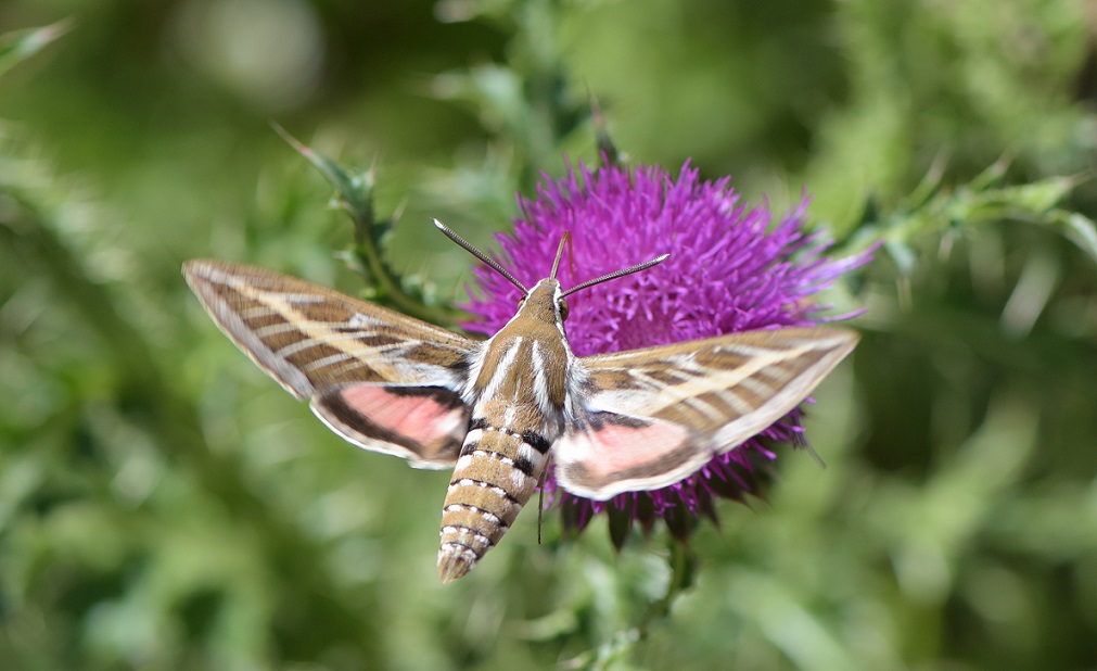 Identificazione: Hyles livornica - Sphingidae