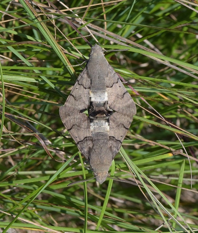 Macroglossum stellatarum
