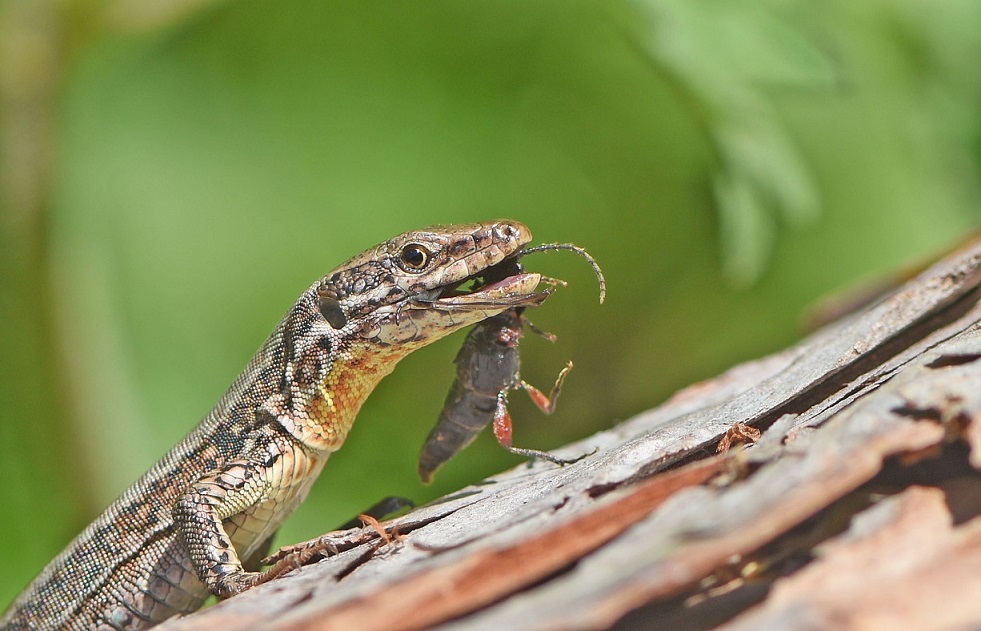 Lucertola dei muri (Podarcis muralis)