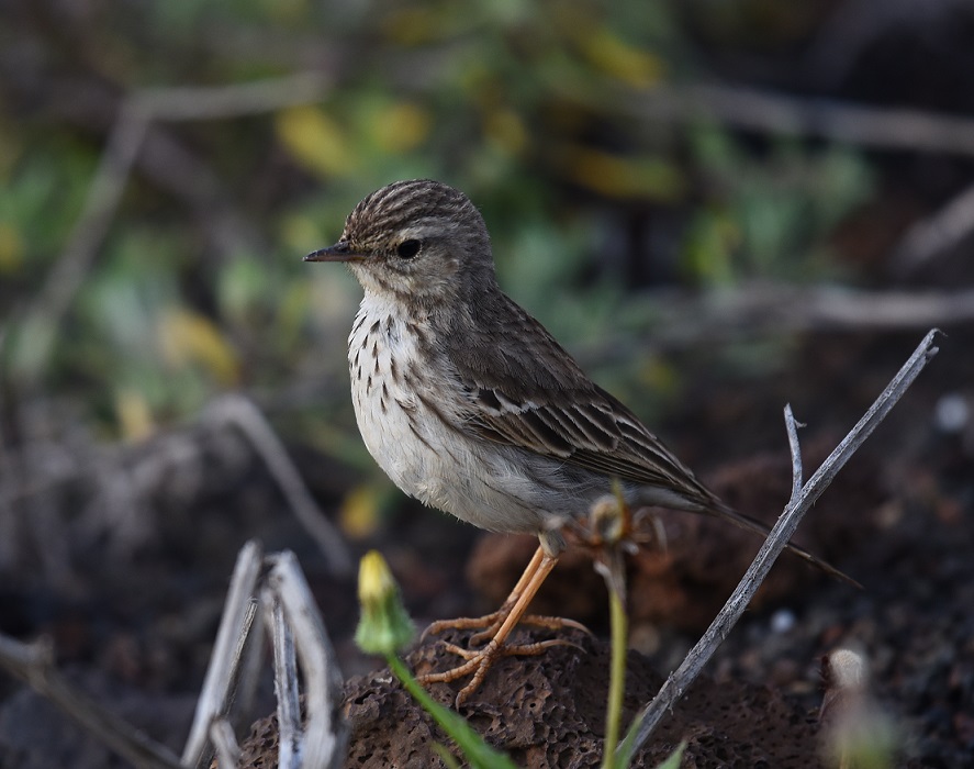 Pispola  di Berthelot (Anthus berthelotii) - Motacillidae