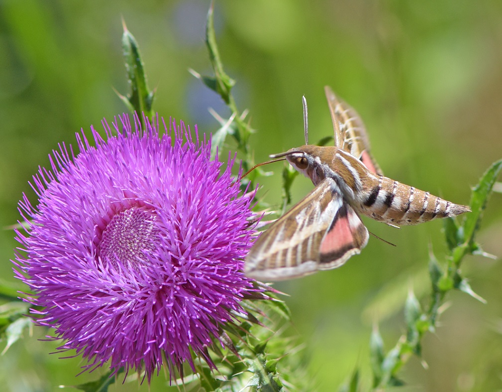 Identificazione: Hyles livornica - Sphingidae