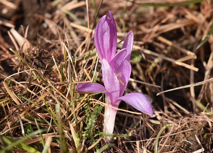 Zafferanone