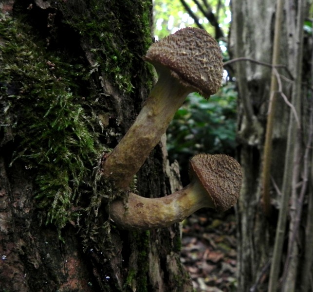 Armillaria