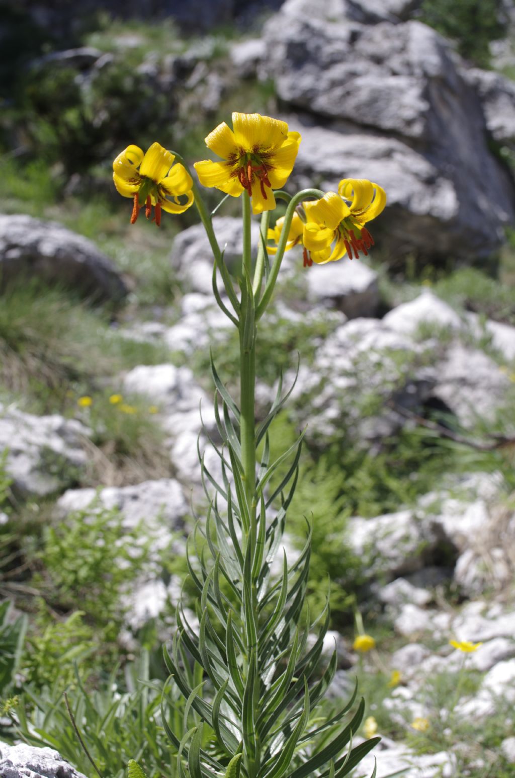Lilium albanicum Griseb.