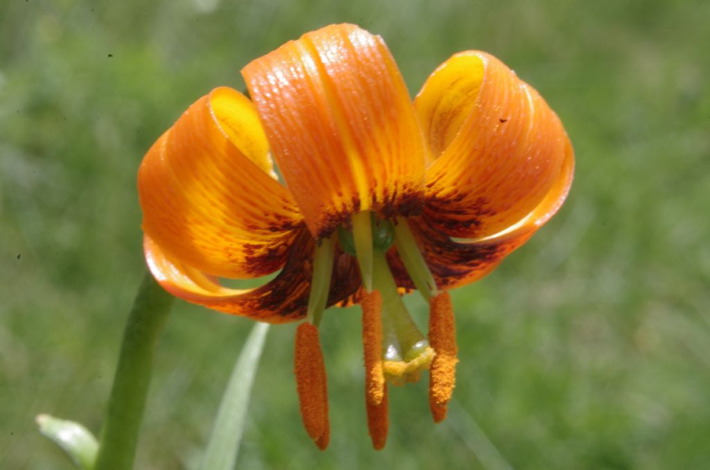Lilium albanicum Griseb.