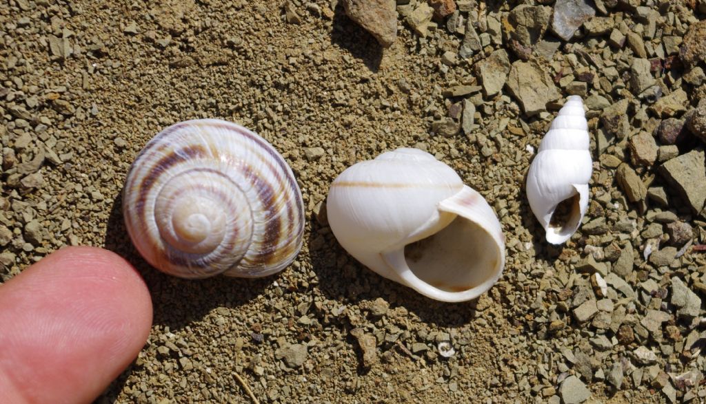 chiocciole turco-georgiane