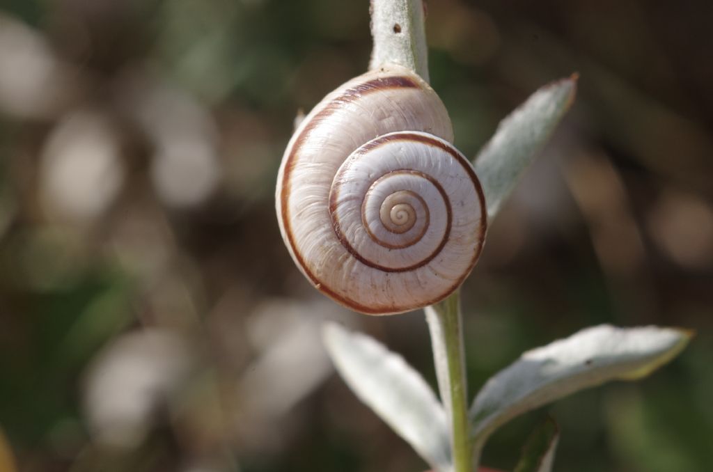 chiocciole turco-georgiane 2
