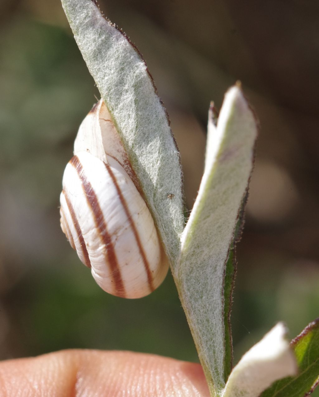 chiocciole turco-georgiane 2