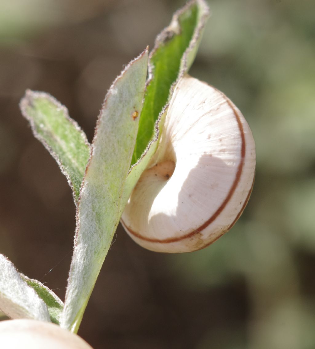 chiocciole turco-georgiane 2