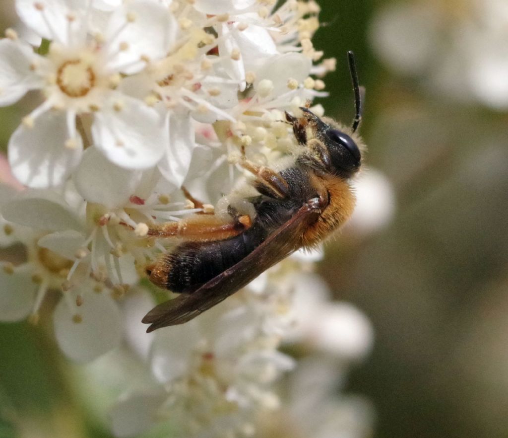 Andrena? S, Andrena haemorrhoa, femmina