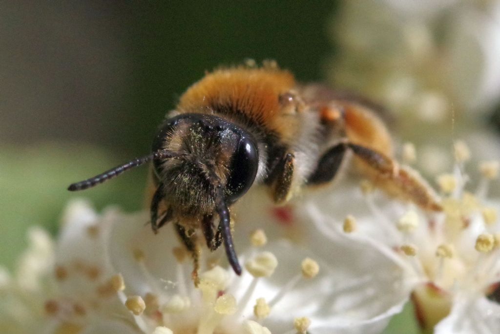 Andrena? S, Andrena haemorrhoa, femmina