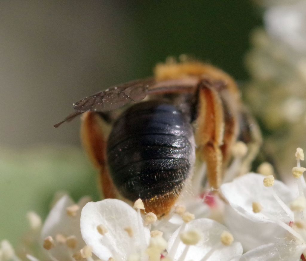 Andrena? S, Andrena haemorrhoa, femmina