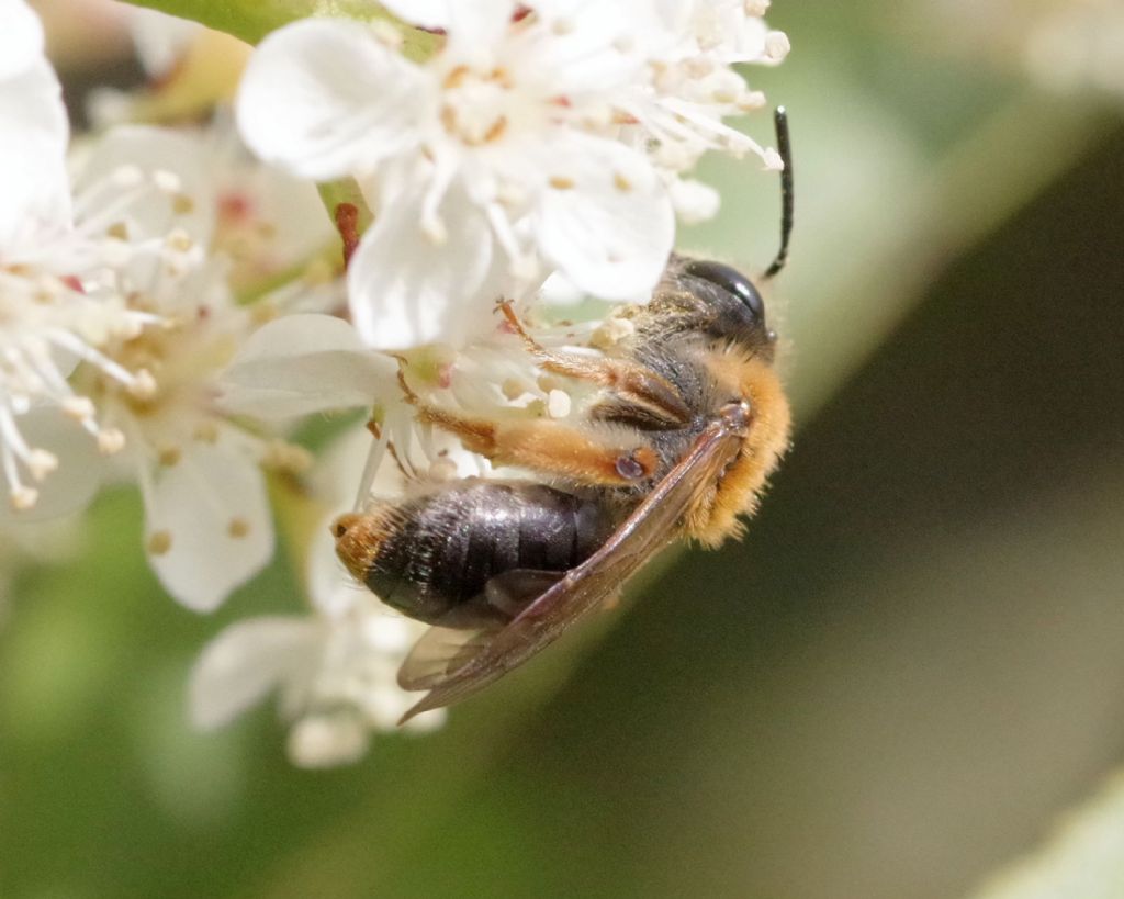 Andrena? S, Andrena haemorrhoa, femmina