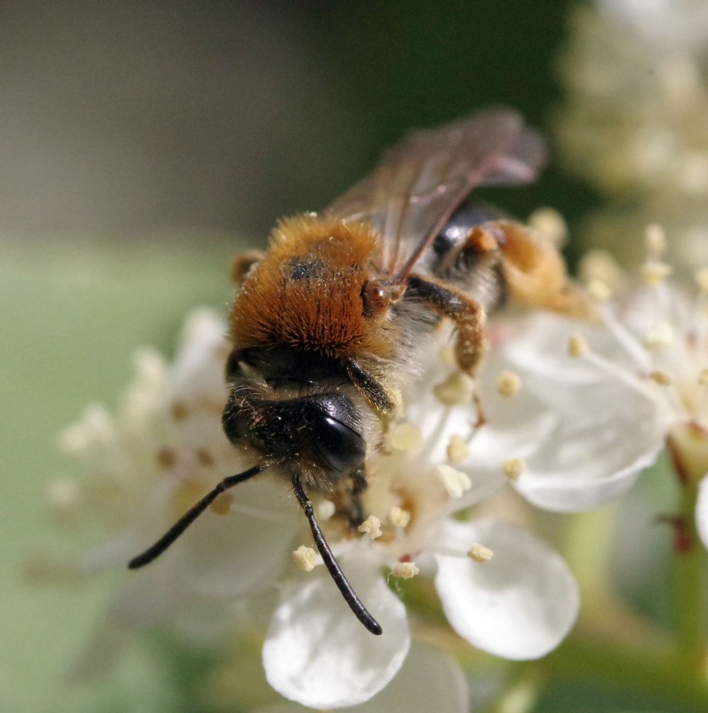 Andrena? S, Andrena haemorrhoa, femmina