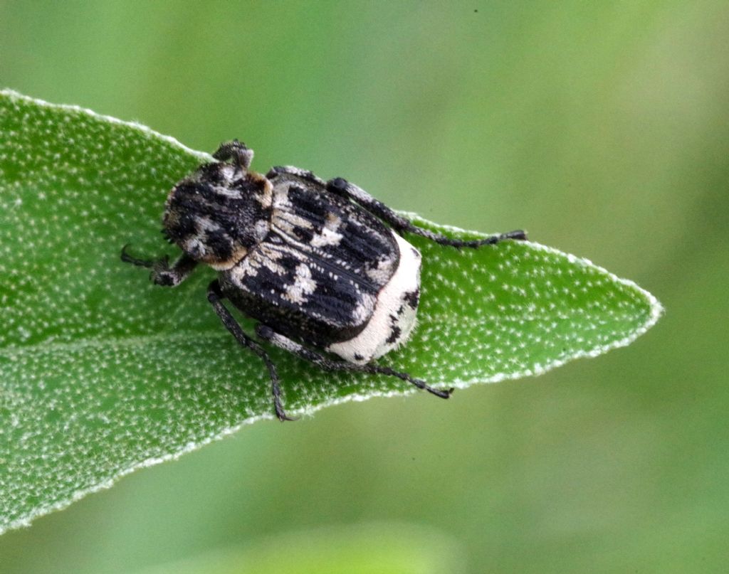 Bruchidius? No, Cetoniidae: maschio di Valgus hemipterus