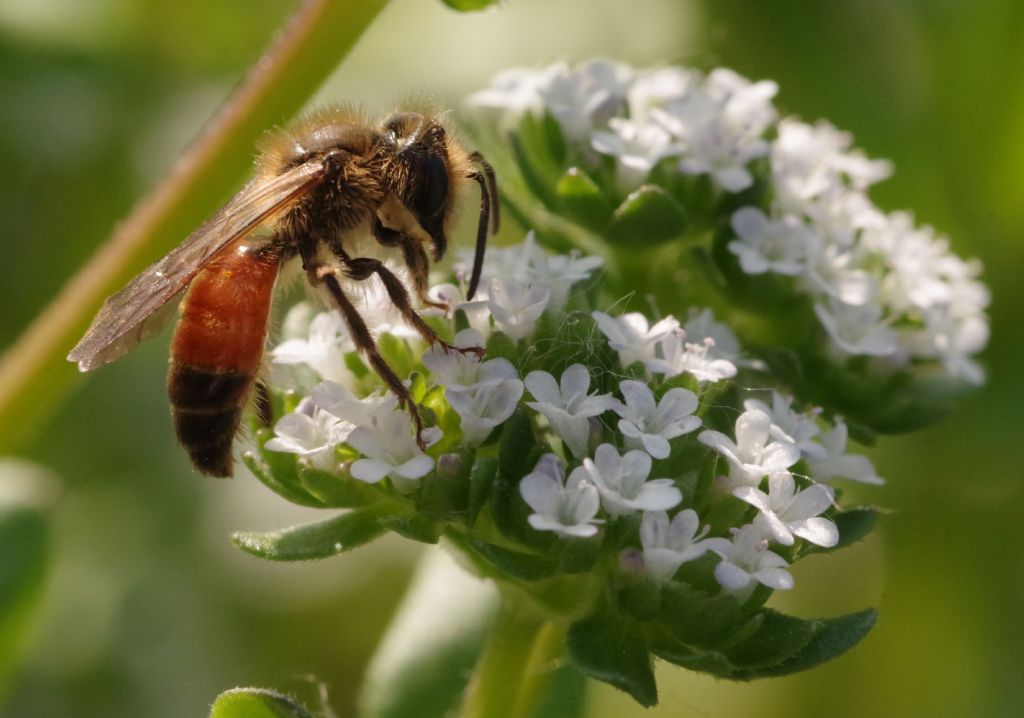 Sphex? No, Andrena sp. (Apidae Andreninae)