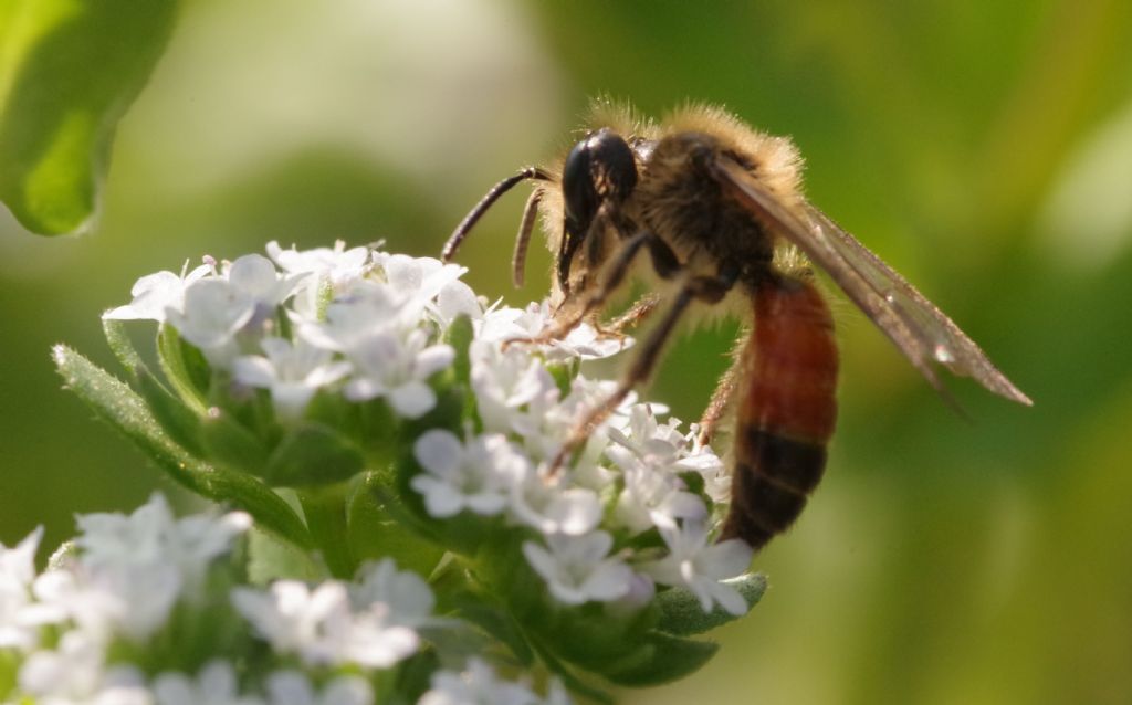 Sphex? No, Andrena sp. (Apidae Andreninae)