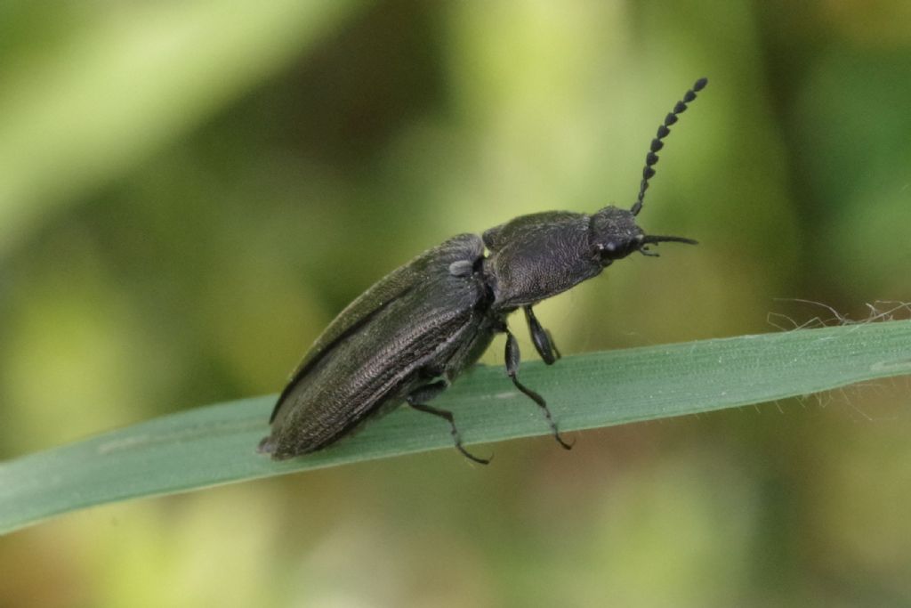 Elateridae: Cidnopus pseudopilosus