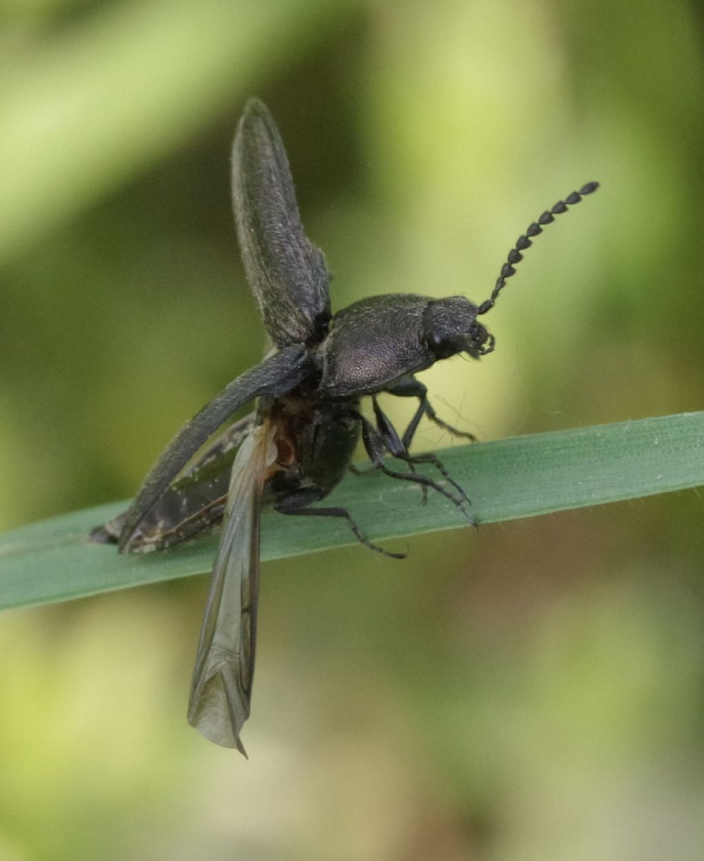 Elateridae: Cidnopus pseudopilosus