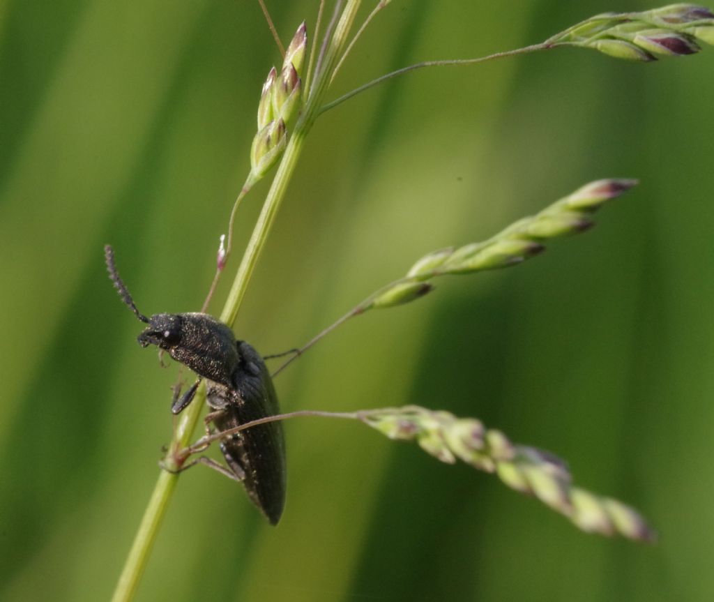Elateridae: Cidnopus pseudopilosus