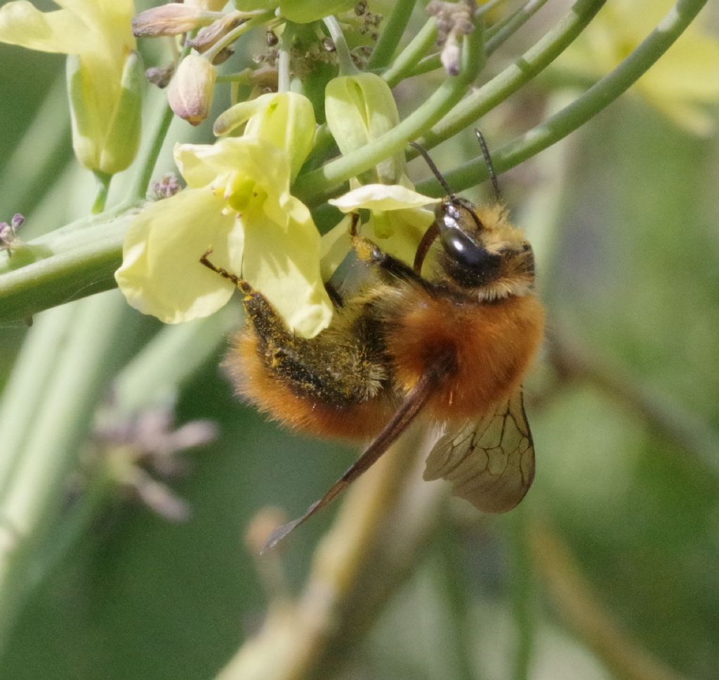 Apidae: Bombus pascuorum