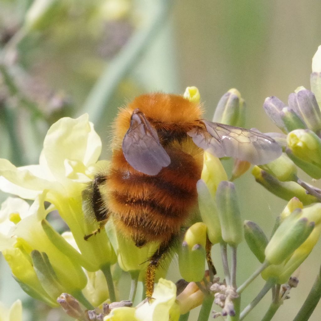 Apidae: Bombus pascuorum