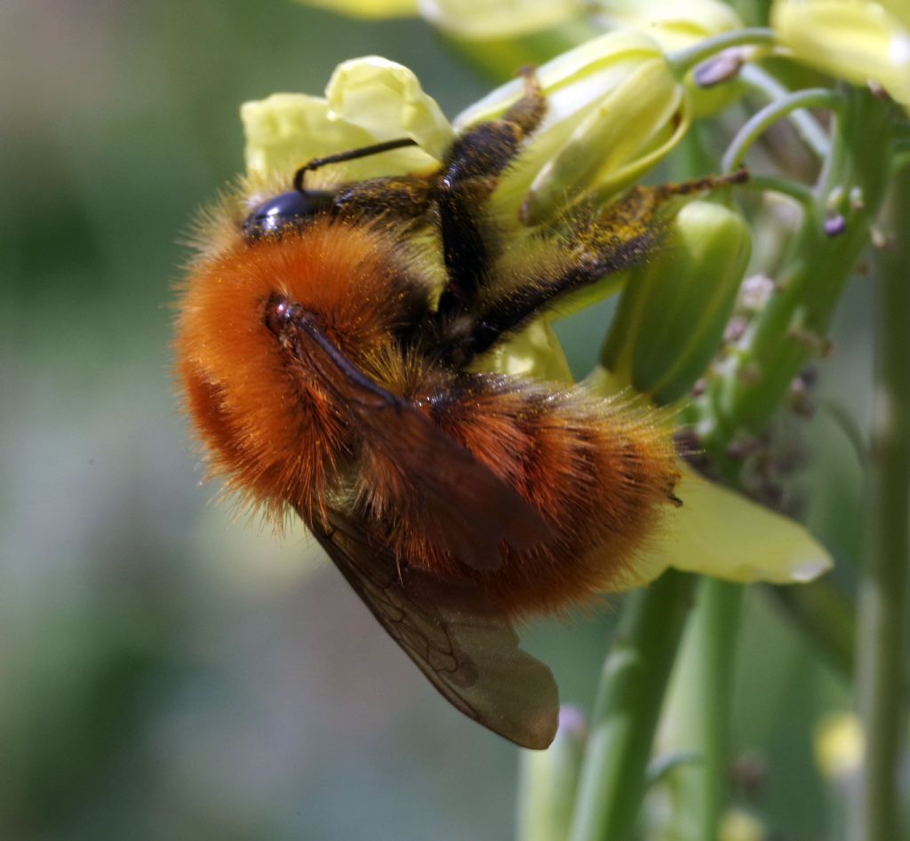 Apidae: Bombus pascuorum