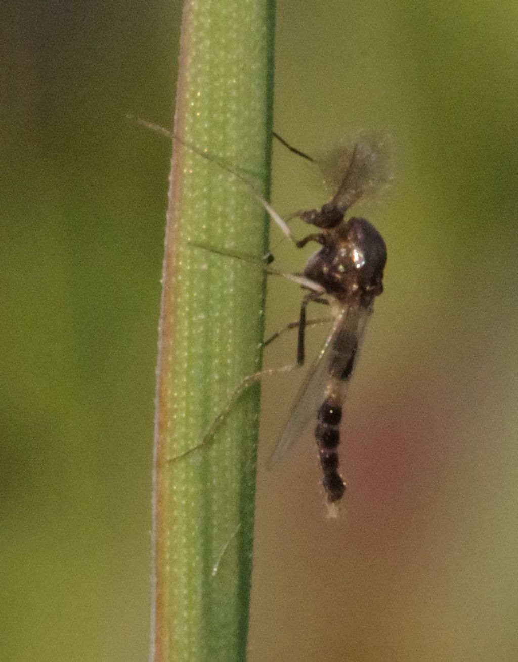 Chironomidae?