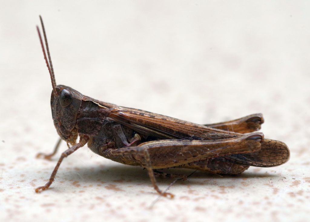 Acrididae: Chorthippus (Glyptobothrus) sp., femmina