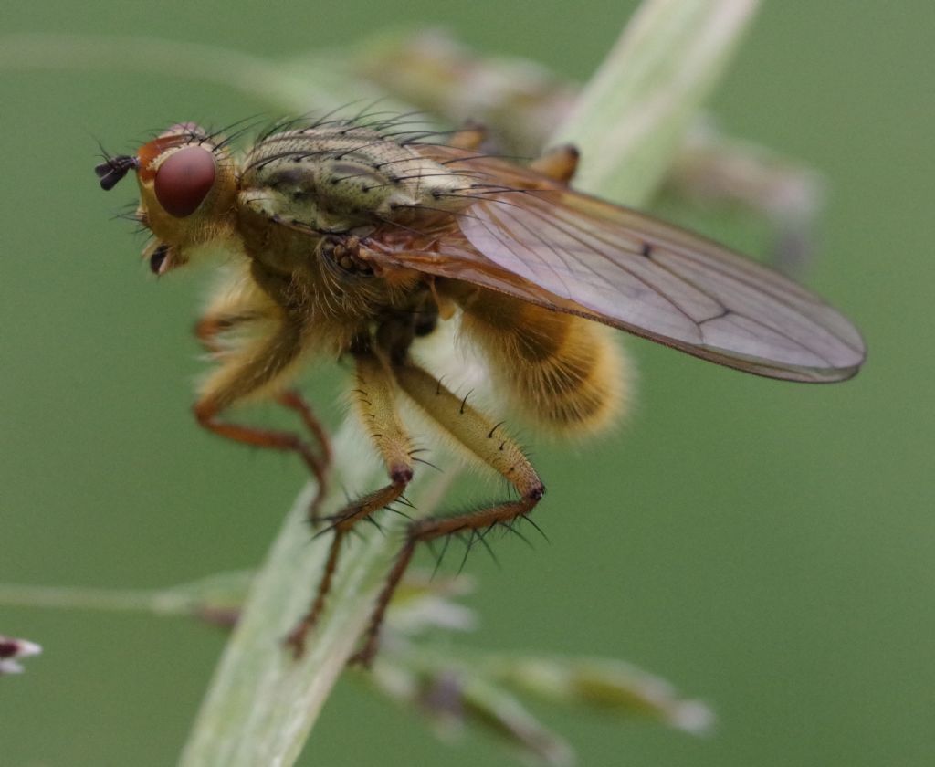 Scatophaga stercoraria? S !