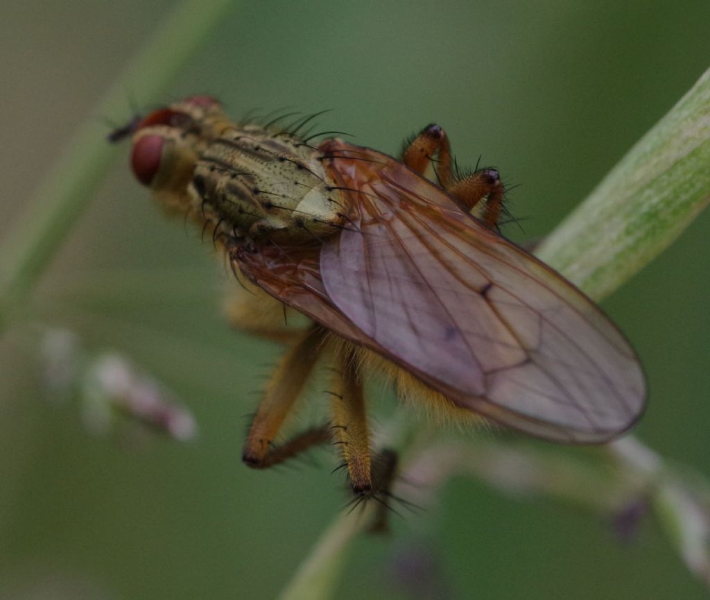 Scatophaga stercoraria? S !