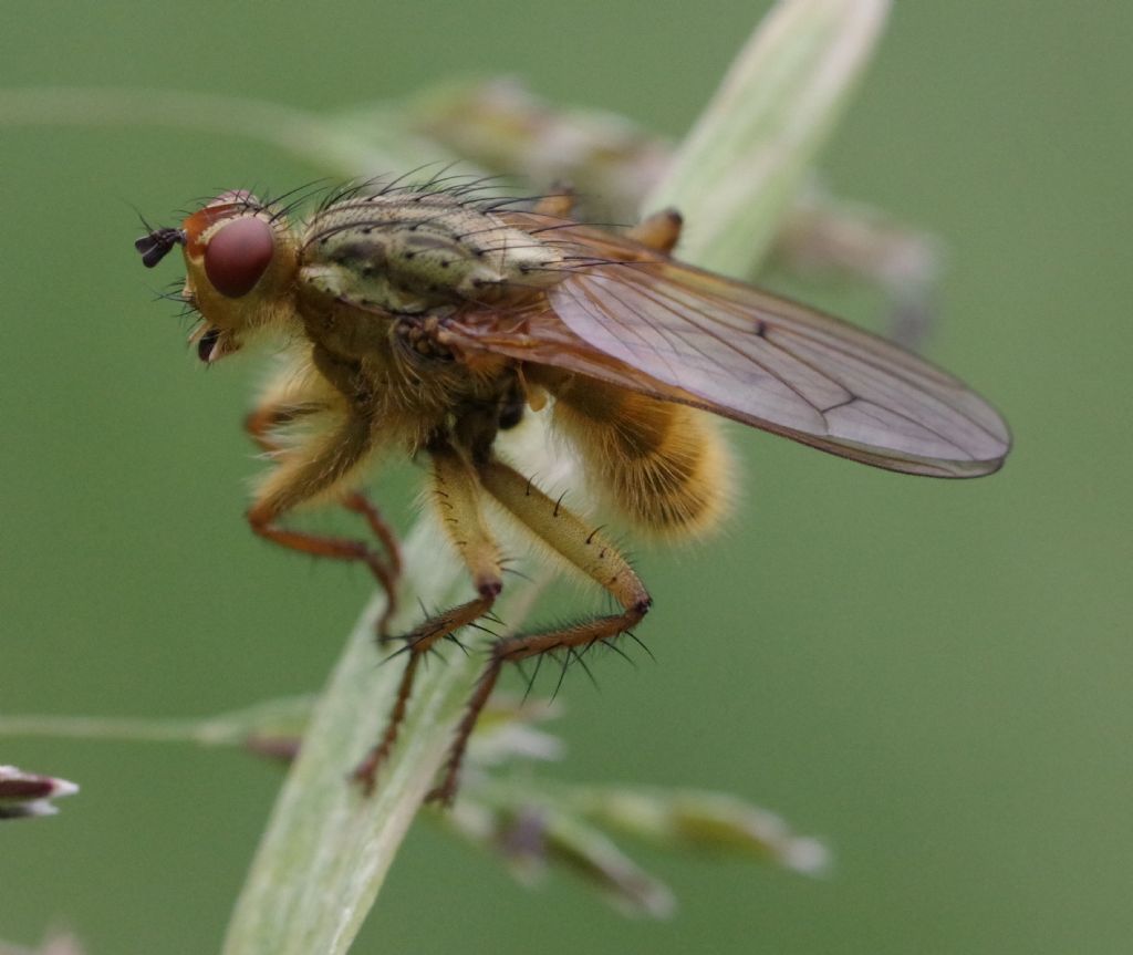 Scatophaga stercoraria? S !